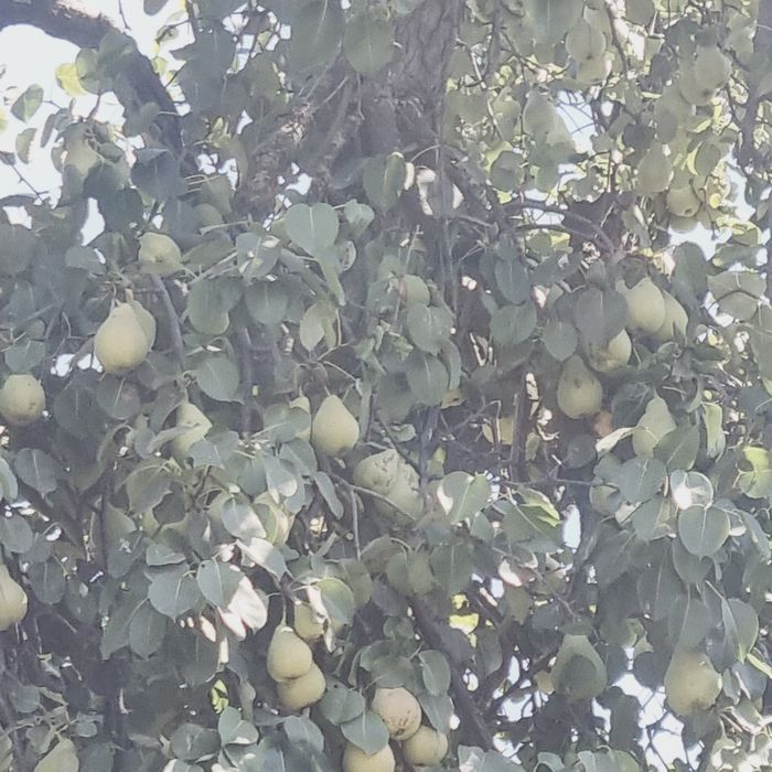 Xumson dacha sotiladi 12 so'tu