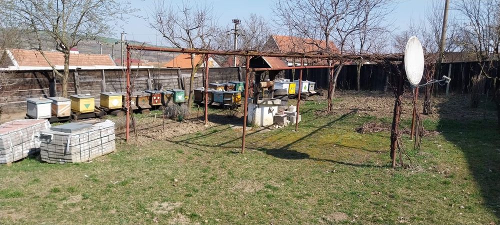 Vând familii de albine, Sibiu