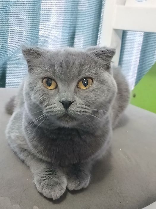 Zotdor Mushuk sotiladi