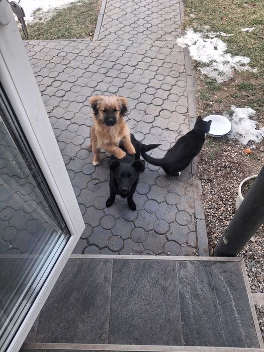 Donez caine /catel /  pui de 5 luni