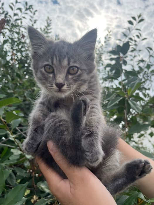 Отдам в хорошие руки 2 котят