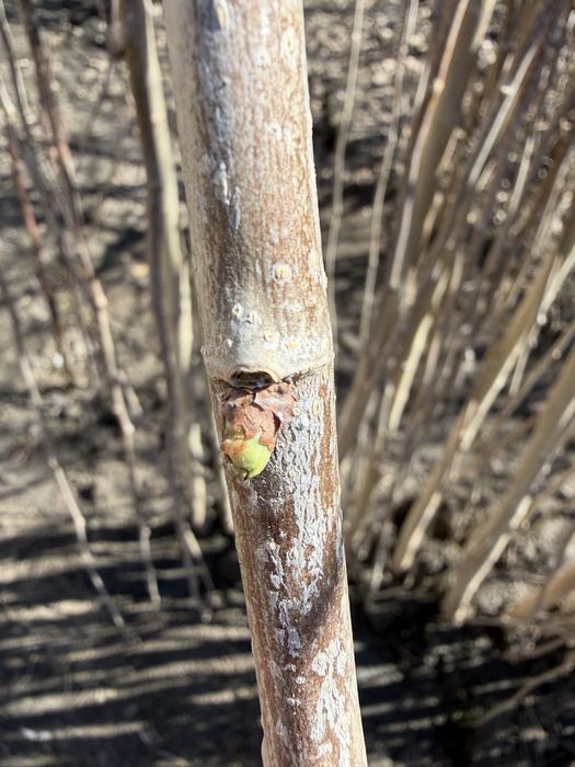 Шелковица плакучая