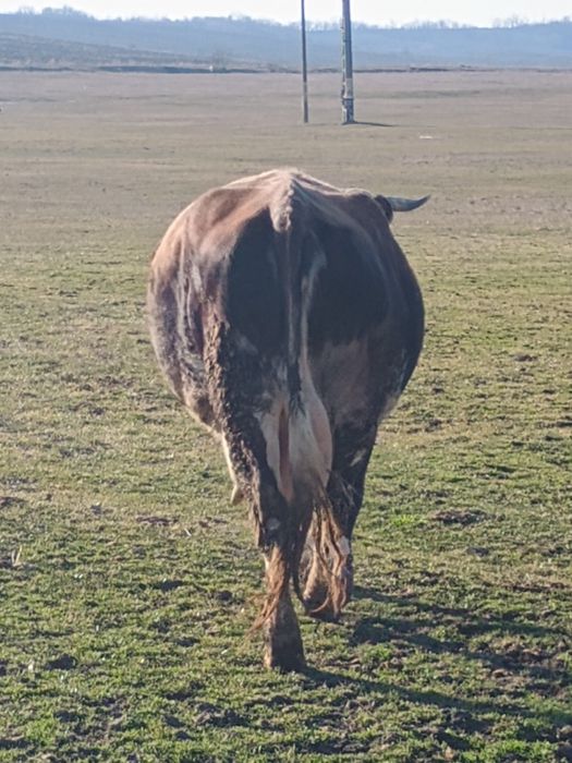 Vacă bălțată românească