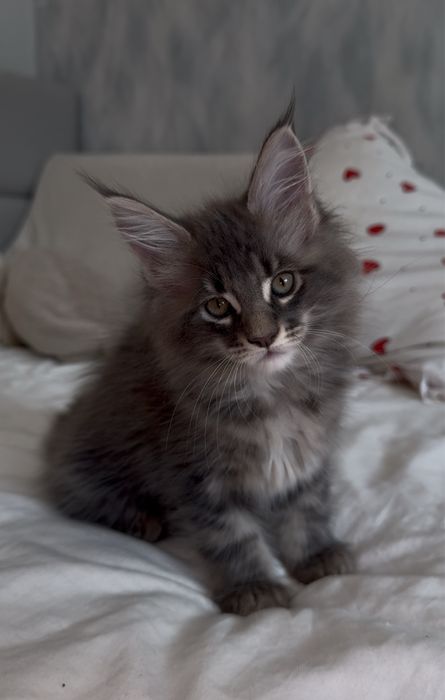 Котята породы Мейн-кун