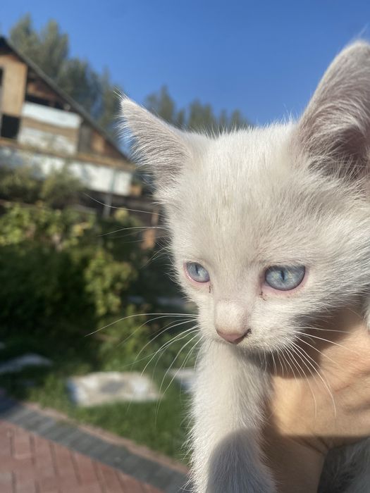 Ищем дом для 2-месячного котенка.