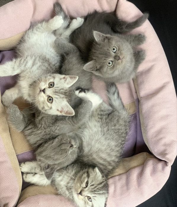 Британские котята