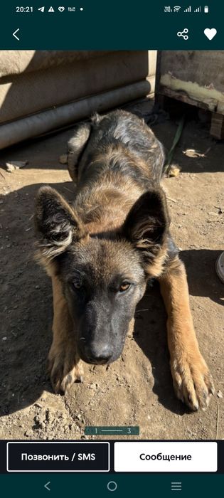 Пропала собака кто видел