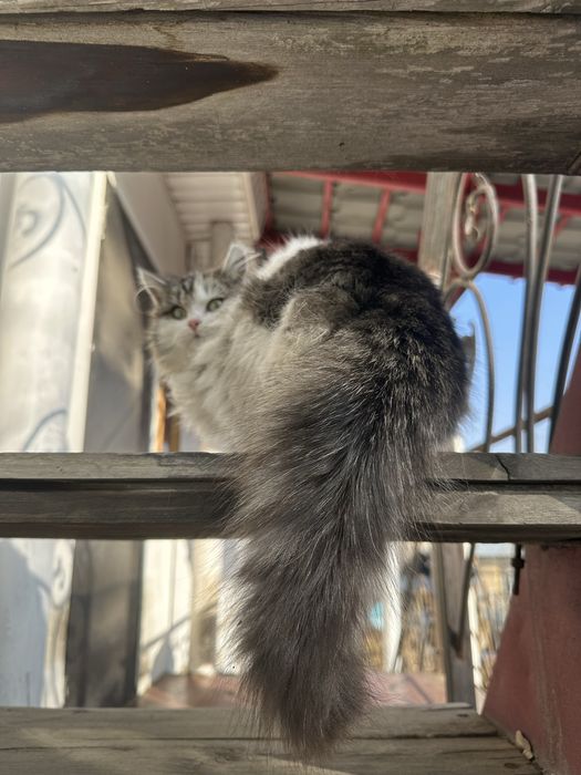 Котята - Крысолов