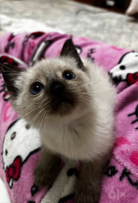 сиамские котята