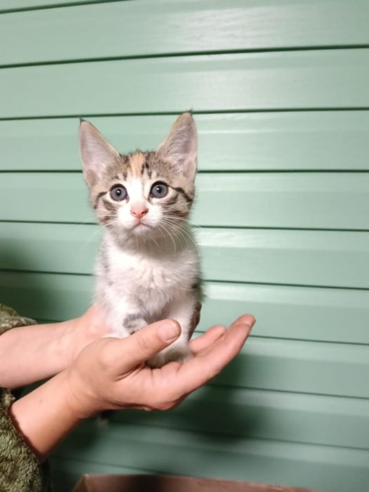 Срочно котята ищут дом