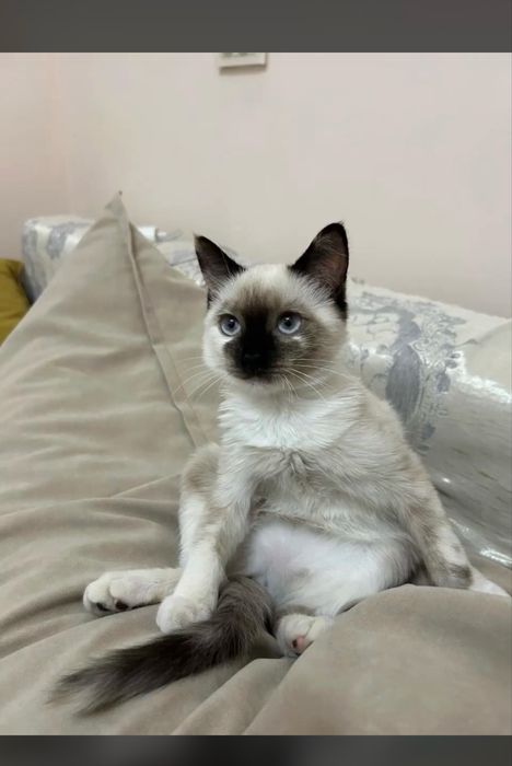 Сиямский мысық қолдыкы