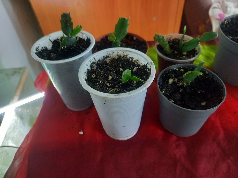 Продам комнатные цветы