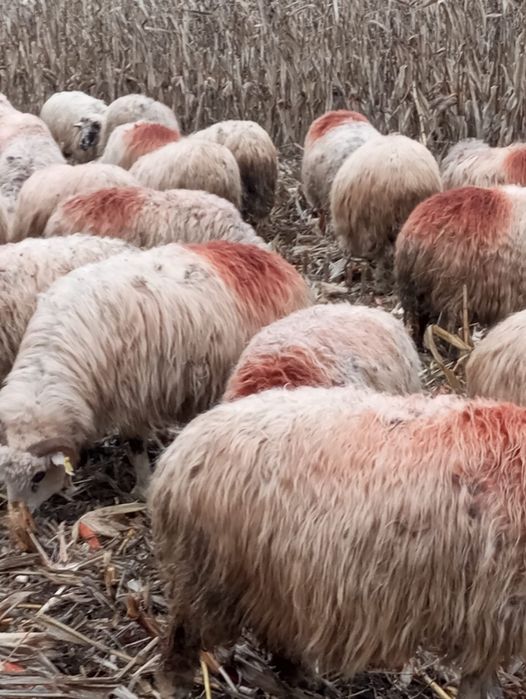 40 oițe și un berbec