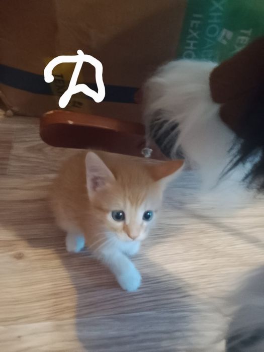 Отдам котят даром