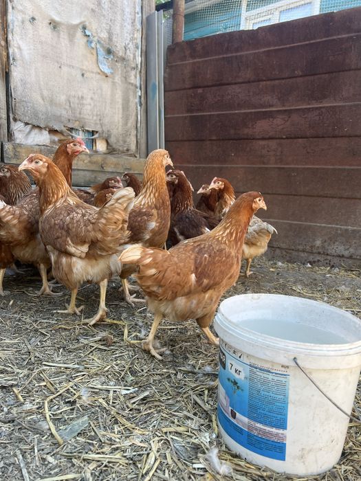 Продам кур несушки