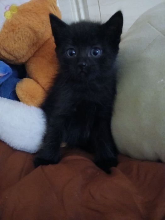 Отдам котят в добрые руки