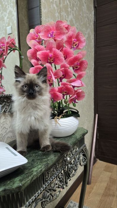 Продаются Сиамские котята