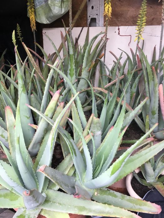 Aloe Vera barbadensis frunze
