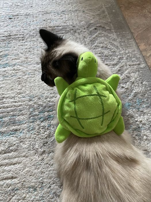 Отдам даром кошку