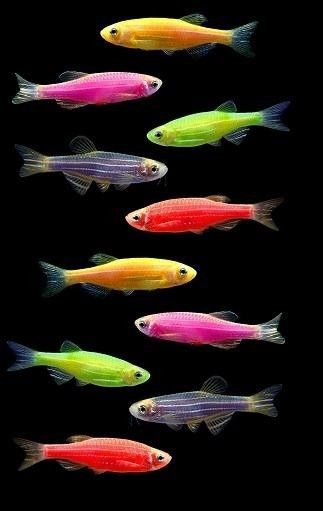 Данио глофиш в аквасалоне нептун