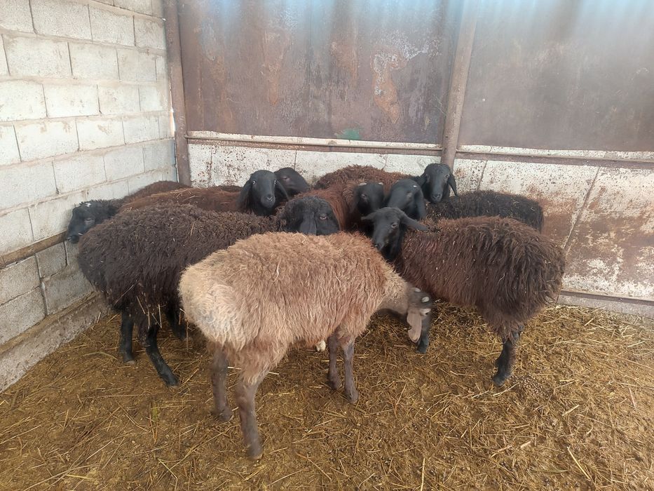 Бараны тохты домашние