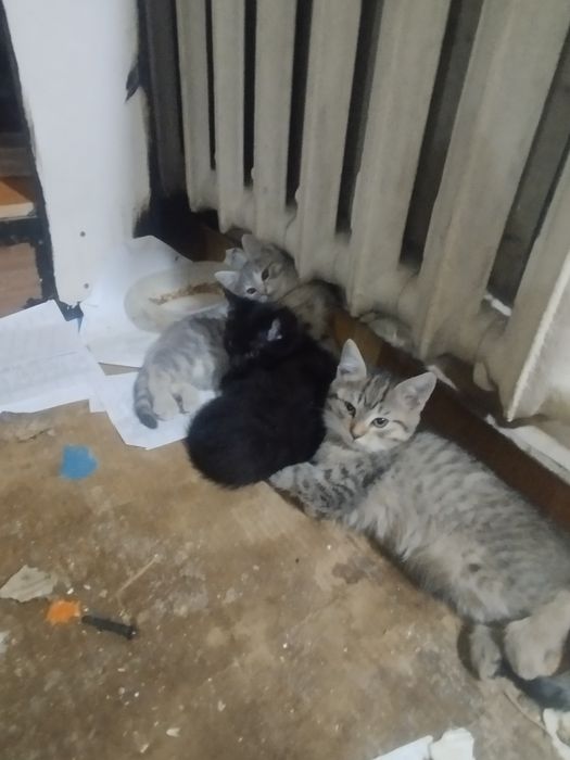 Котята Даром 3 мес