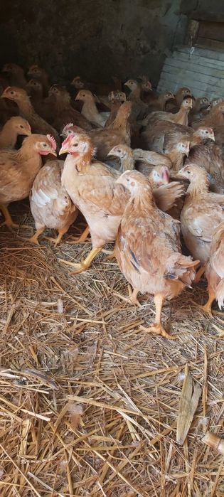 Ferma de pui vacareni