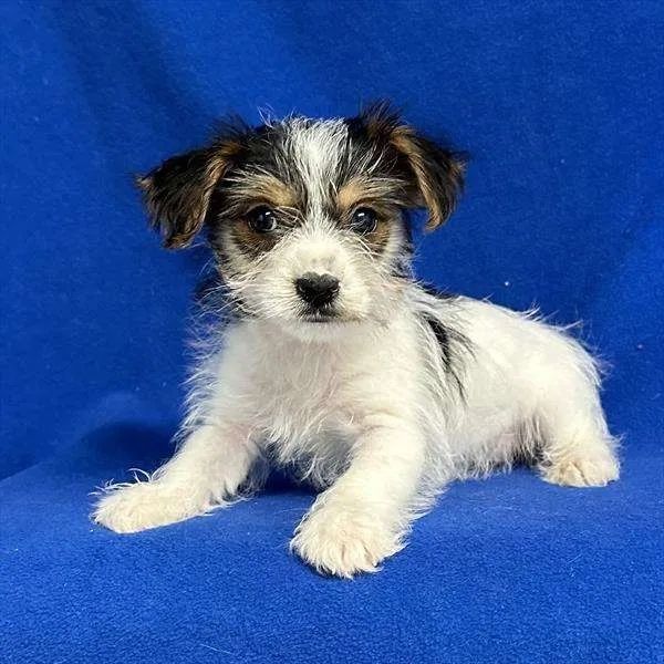 Bichon havanez200 lei