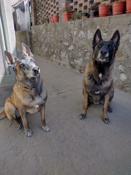 Pensiune si dresaj canin in Constanța și Tulcea