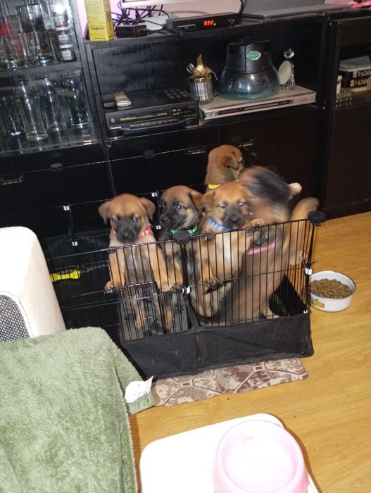 Кученца Малиноа седем броя