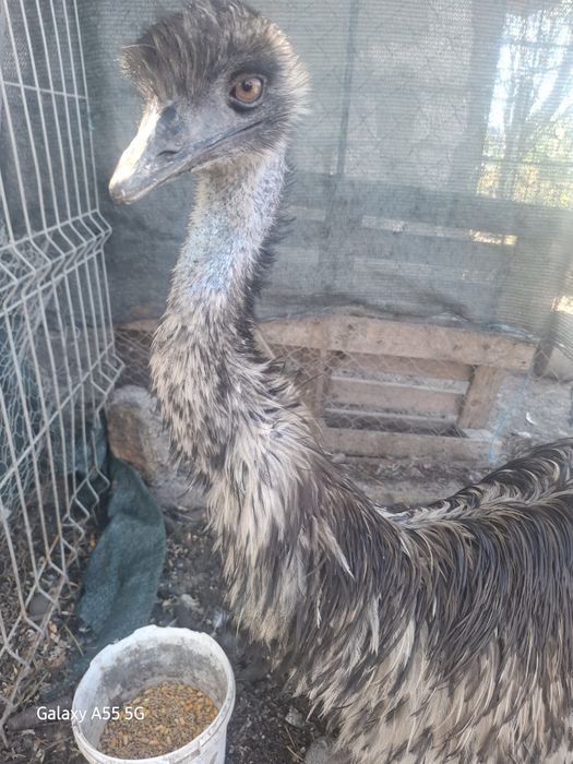 Vand mascul emu in varsta de 2 ani