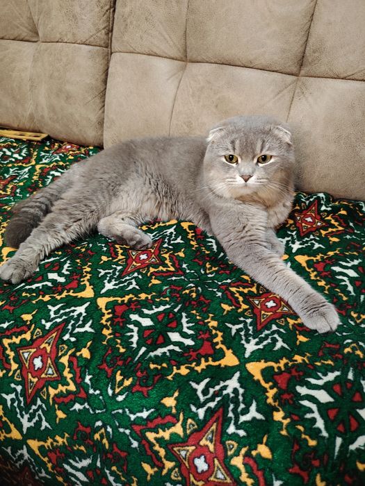 Зотдор мушук сотилади