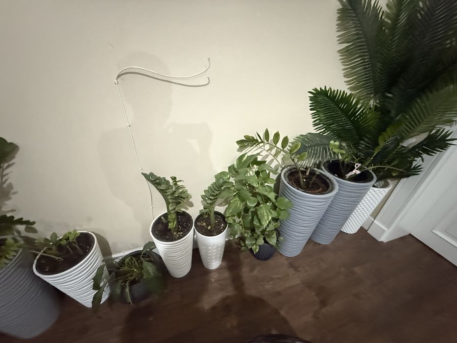 Гулдер сатылады келисим бар