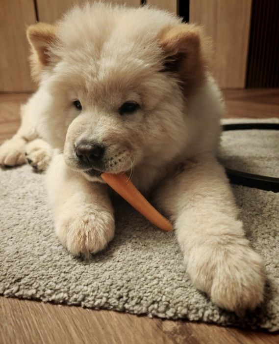 Femela 5luni chow chow
