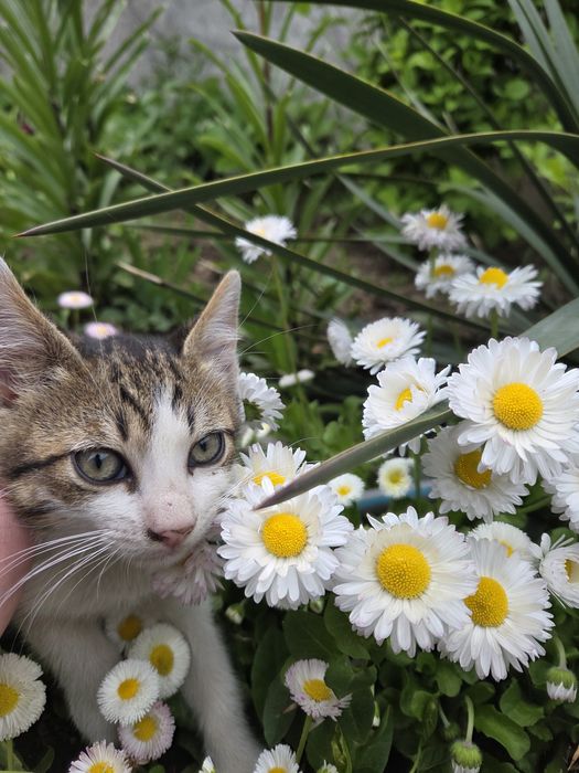 Ofer spre adoptie 3 pisicuțe drăgălașe.