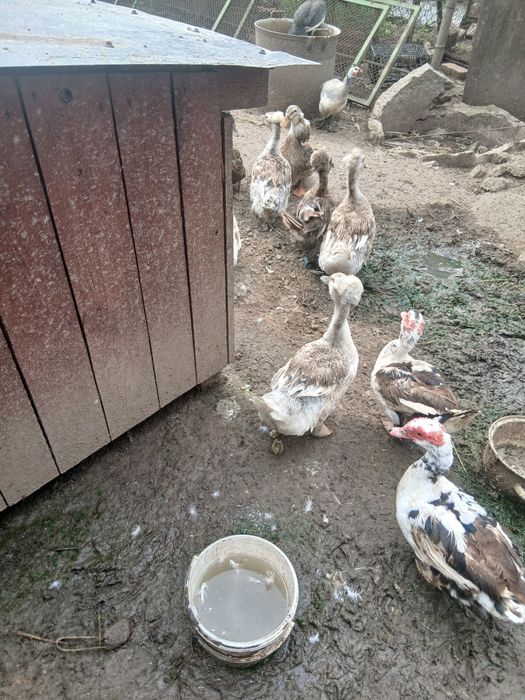 Oua de gasca de rata motate și rata muta pt incubat