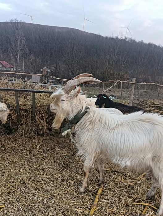 Țap rasă pur-sânge Saanen