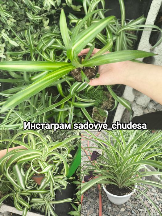 Разные растения в наличии