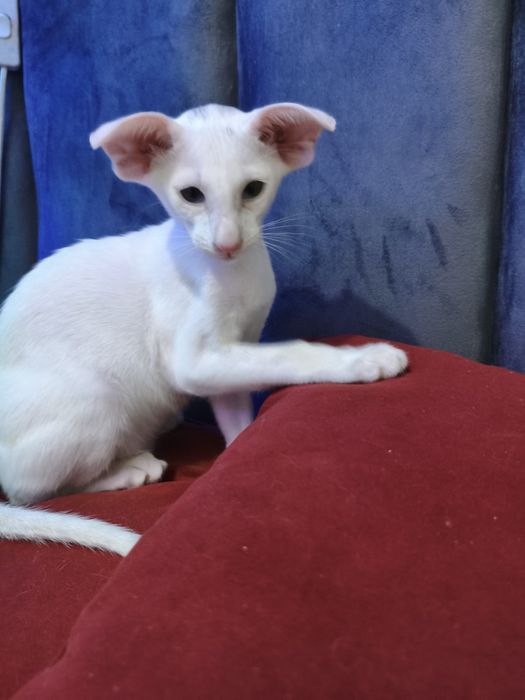 Ориентальные котята экстримального типа