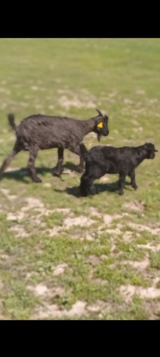 Продается козы.ешкилер сатылады