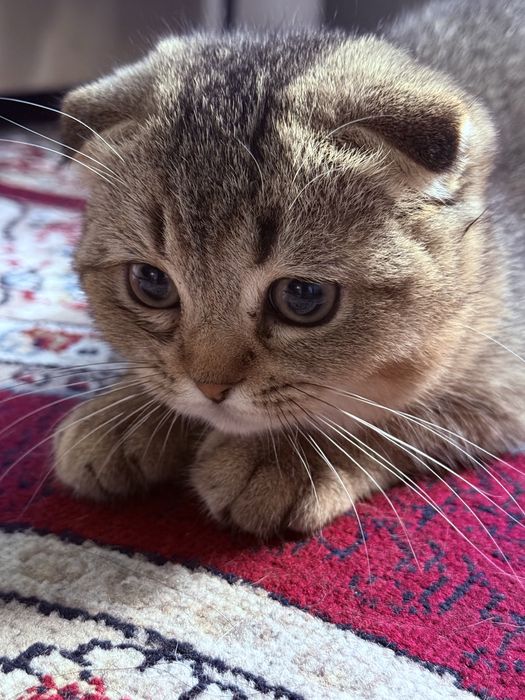 Mushuk sotiladi 4 oylik o’g’il bola