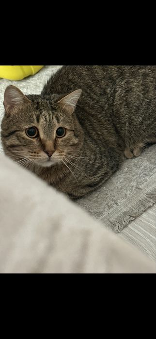 Отдам кота в добрые руки