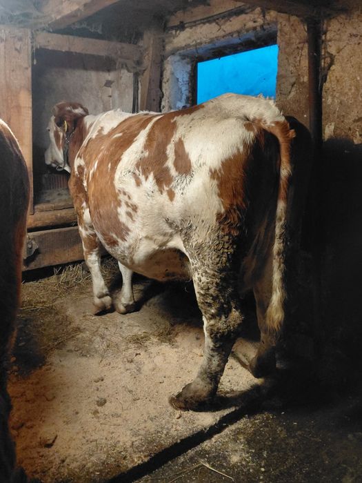 Vaci si junici baltate