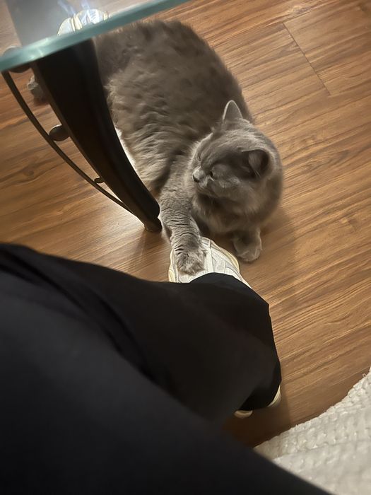 продава се 150 лв.!