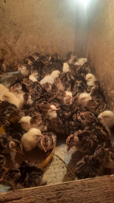 Индюк  Үндік  күрке тауық