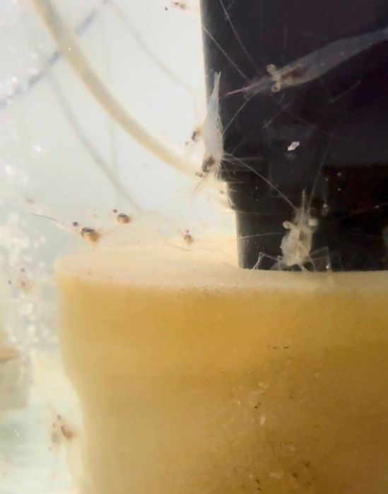 Продам мальки креветок Розенберг