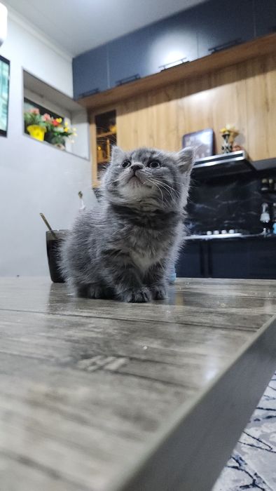 Породистый котята скоттиш страйт и фолд