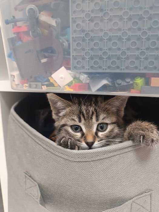 Котёнок девочка бесплатно