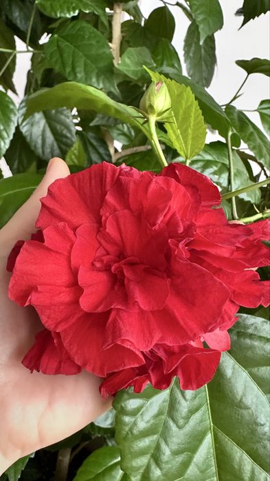 Махровый гибискус (китайская роза)