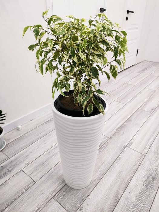 Растения с доставкой